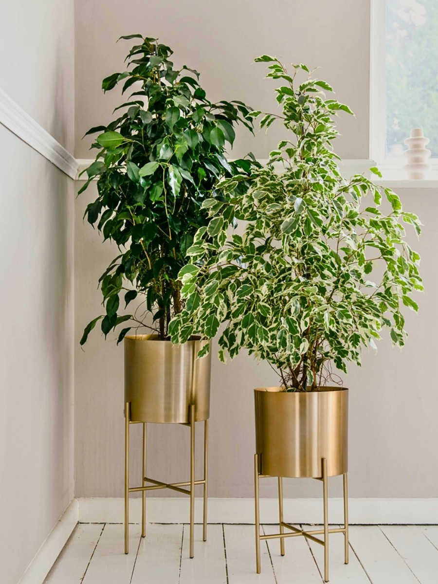 Plants That Enhance Your Interior Design Projects
