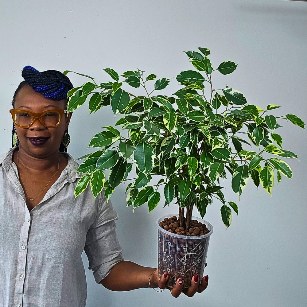 Plants That Will Enhance Your Interior Design Projects