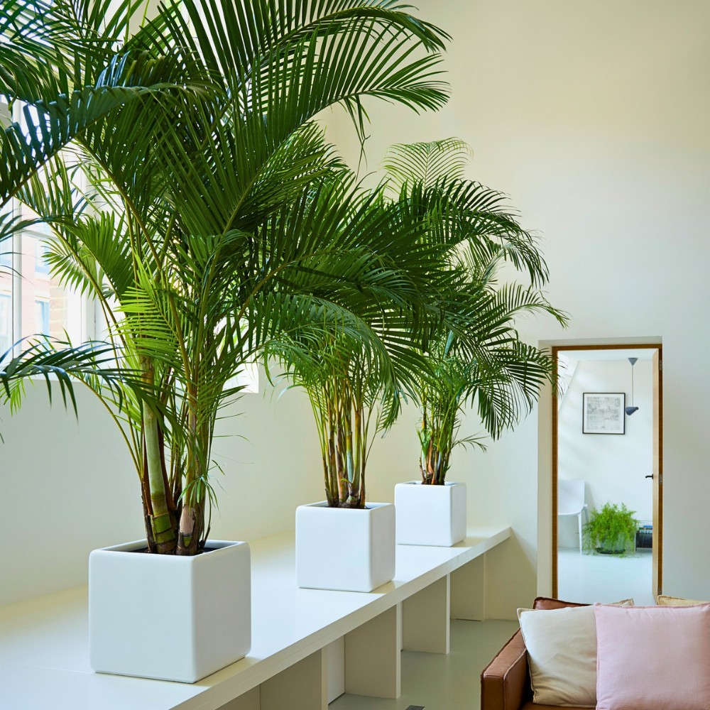 6 Plants That Enhance Your Interior Design Projects
