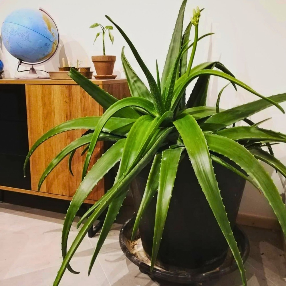 Plants That Enhance Your Interior Design Projects