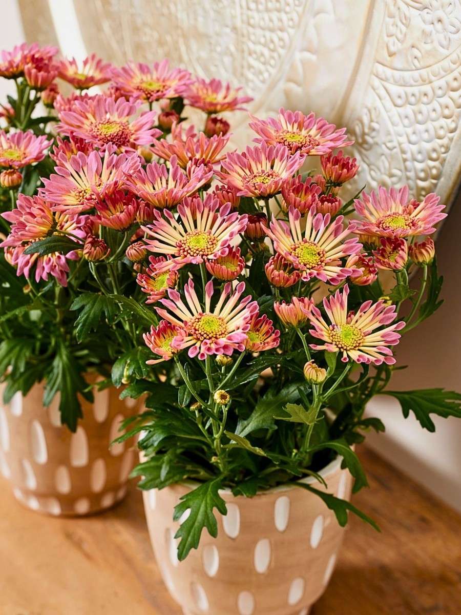 6 Plants That Will Enhance Your Interior Design Projects