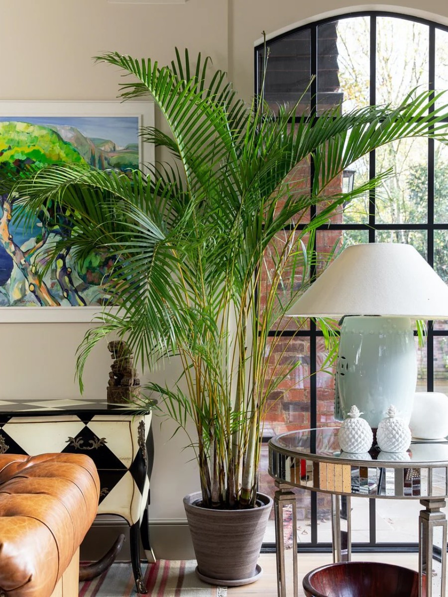 Plants That Enhance Your Interior Design Projects