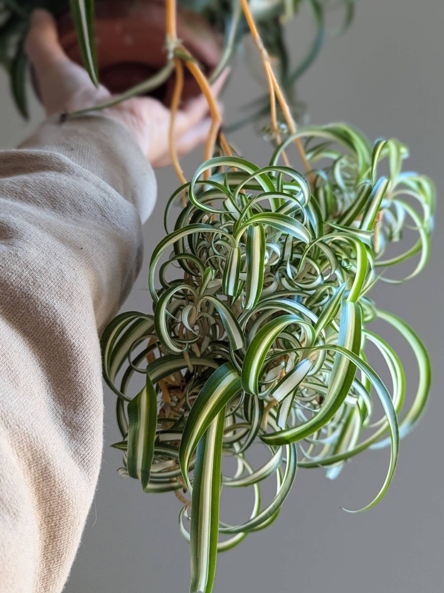 Plants That Enhance Your Interior Design Projects