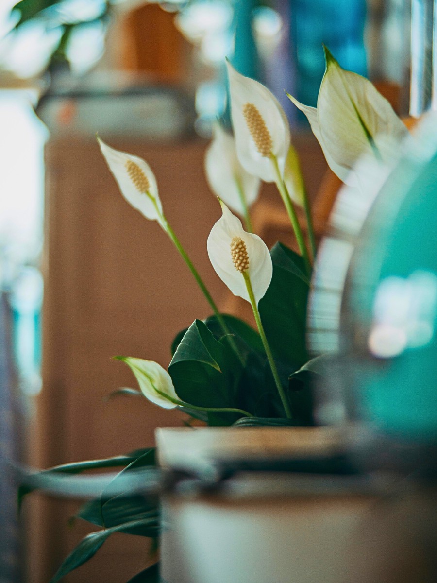 6 Plants That Enhance Your Interior Design Projects