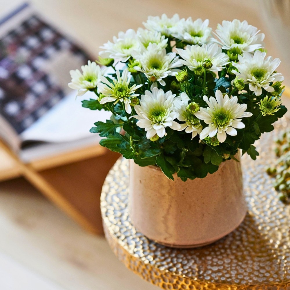 6 Plants That Enhance Your Interior Design Projects