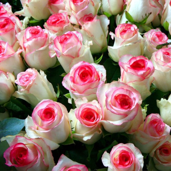 Marc Sassen - Vip Roses - Dolce Vita Roses - Article - on Thursd Highlighted