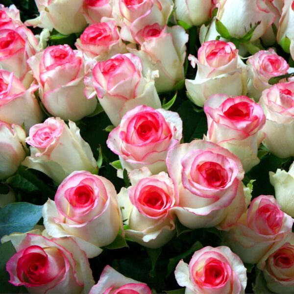 Vip Roses Dolce Vita Roses