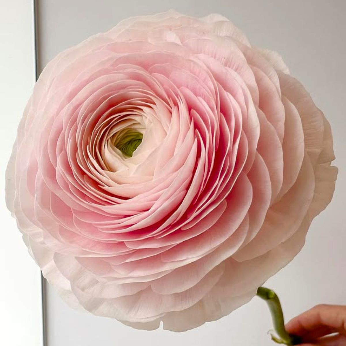 Ranunculus Hanoi by Glenn Arvor