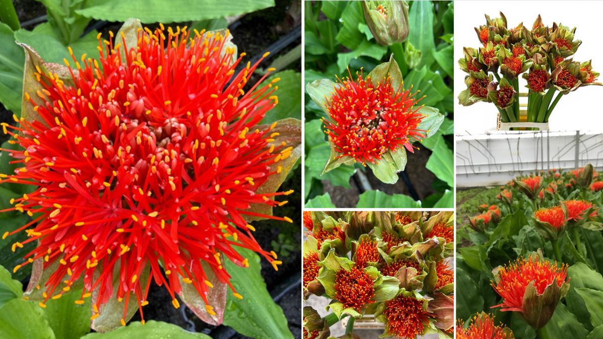 Scadoxus Torch by King Art Flowers