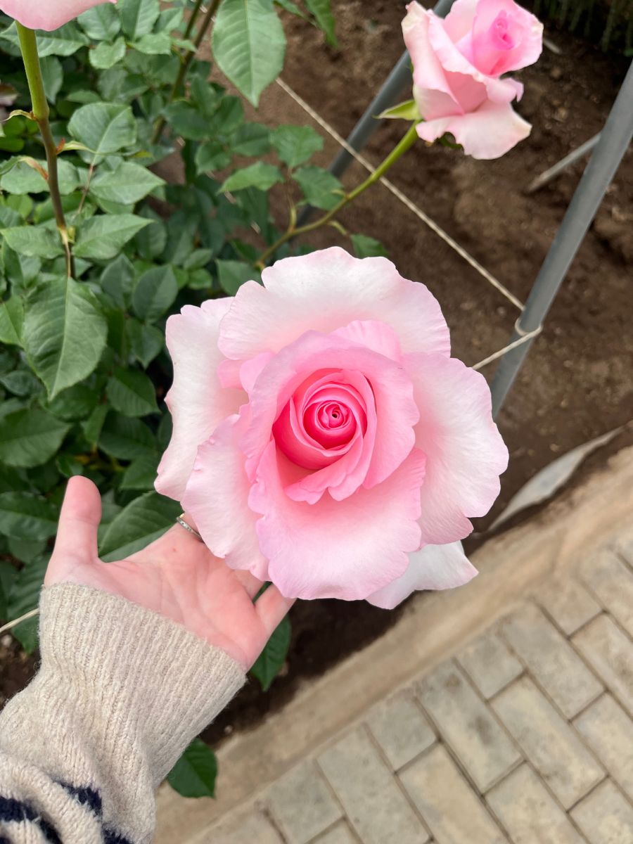 Rose Christa by Dummen Orange