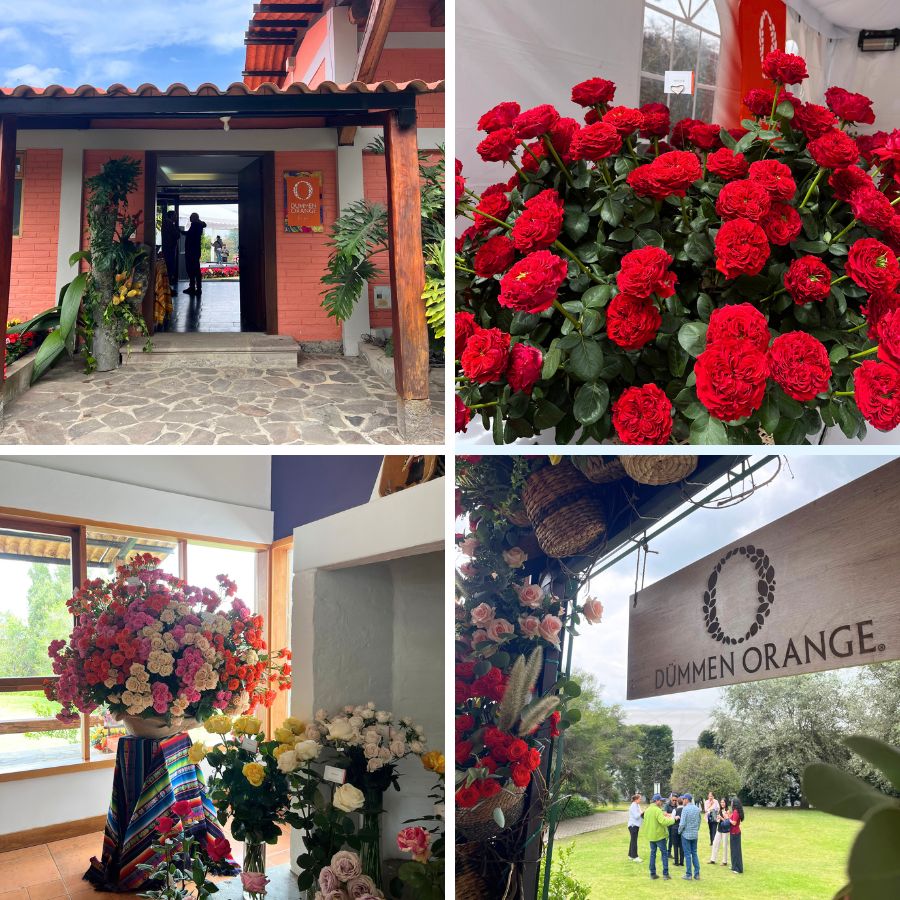 Moments during Dummen Orange Open House