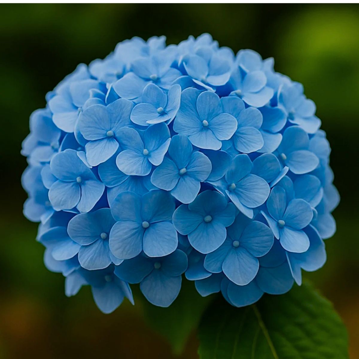 Hydrangea Macrophylla Blue by botanicavisual