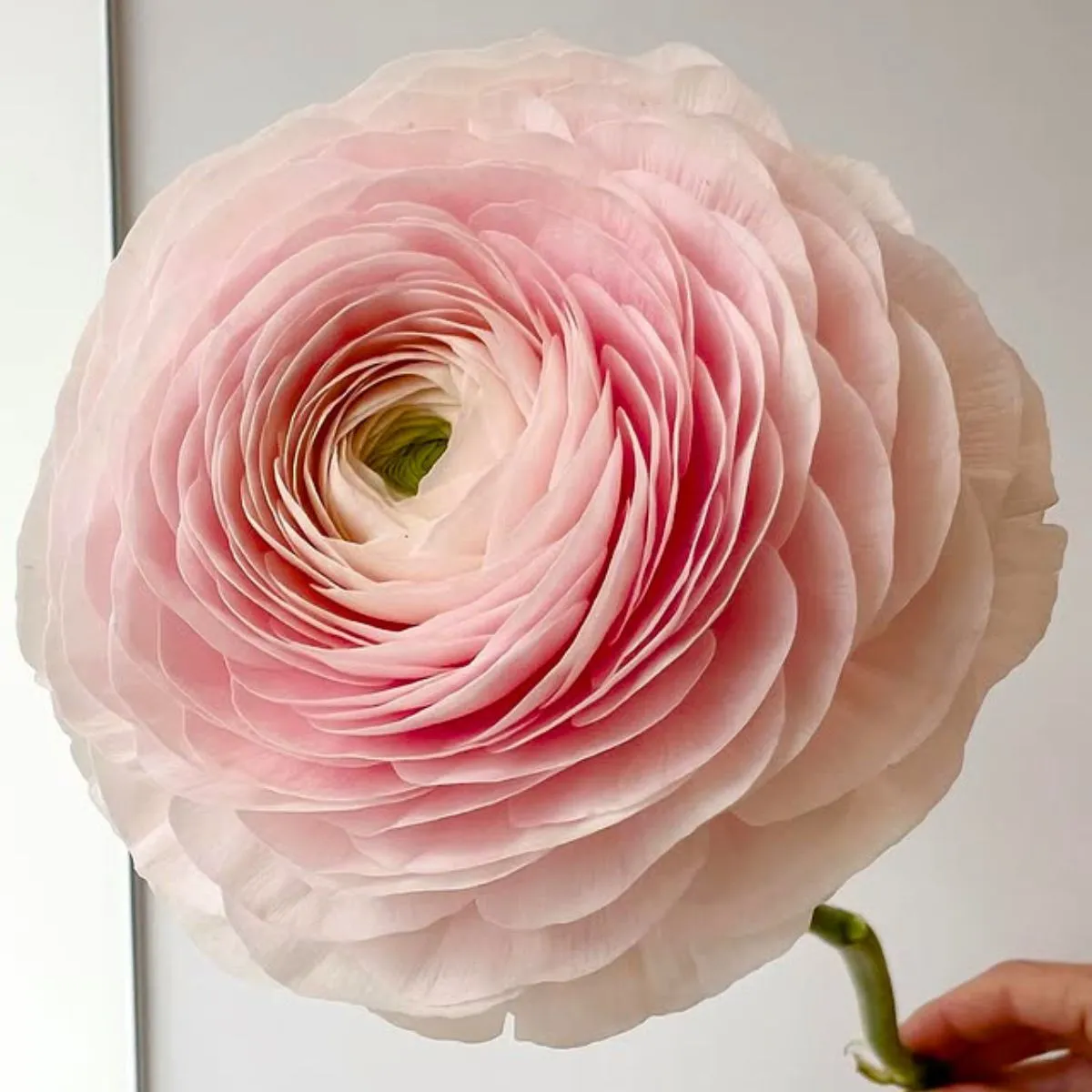 Ranunculus Hanoi by Glenn Arvor