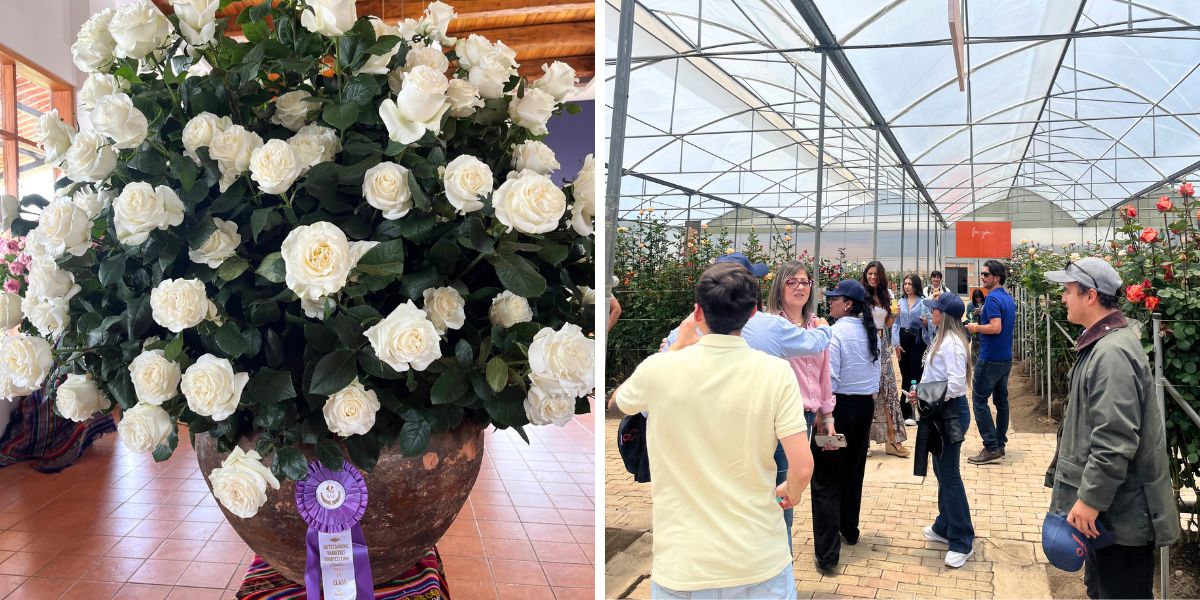 Roses and visitors at Cayambe
