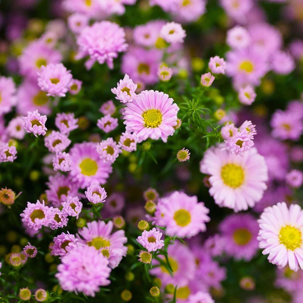 Aster Claudia by aflowerexperience