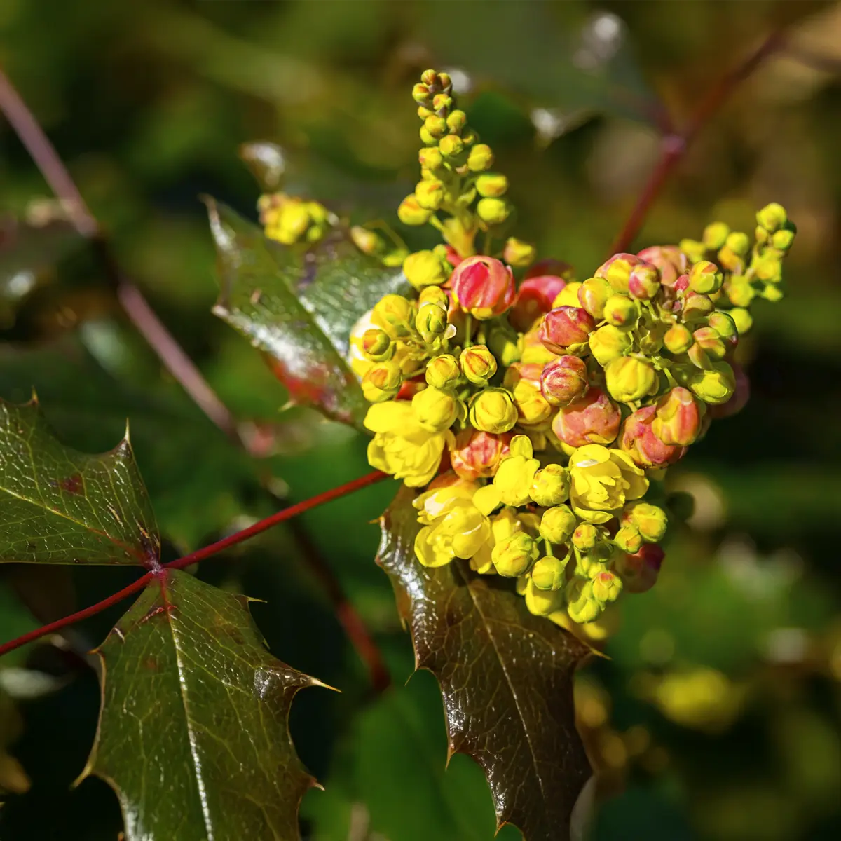 Creeping Oregon Grape, Also Called Creeping Mahonia, Goes By Many Other Names, Like Mahonia Repens, Berberis Repens, Creeping Oregon Grape Mahonia Repens, or Mahonia Repens Creeping Oregon Grape.