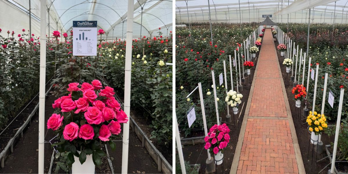 De Ruiter Colombia open days