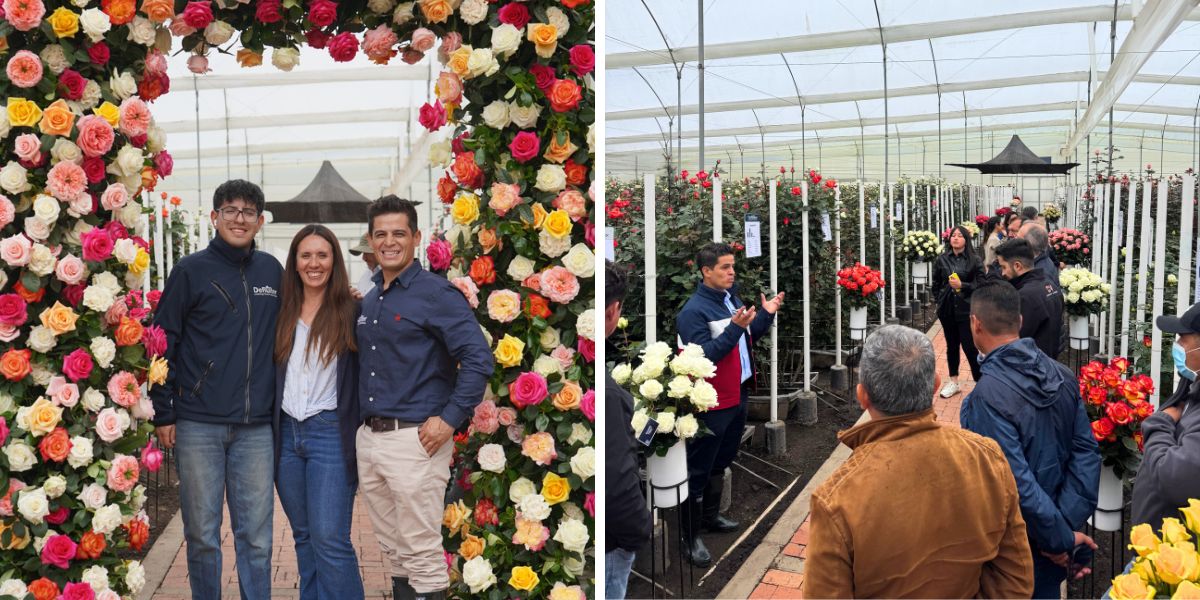 De Ruiter Colombia flourishing