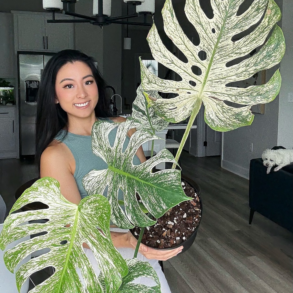 Women with Monstera Devil Monster 5 Leafer