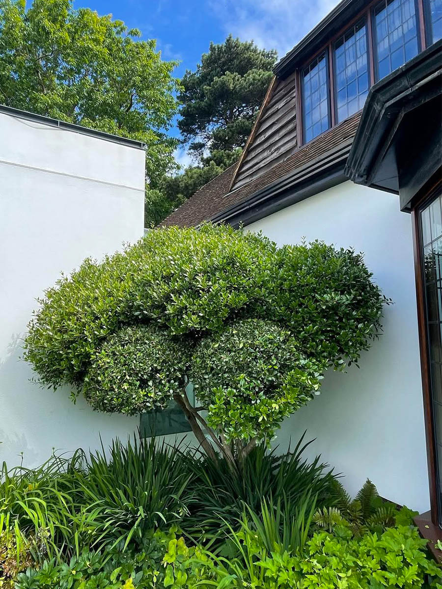 Convex Japanese Holly by roryalexandergardens