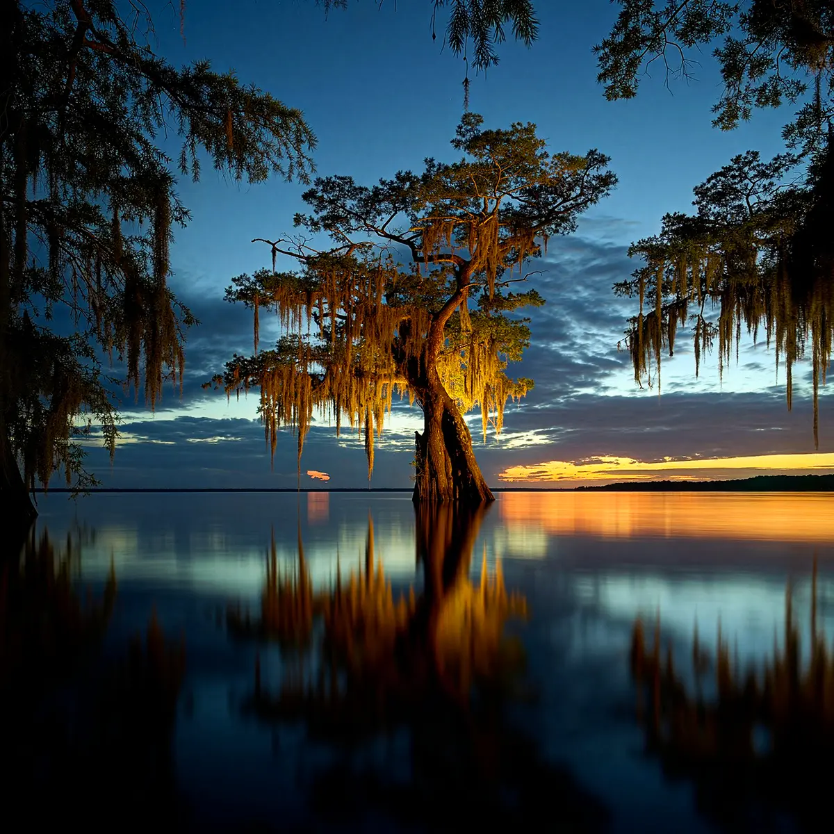 Frank Relle Captures Enigmatic Louisianna Swamplands in Nightly Photos