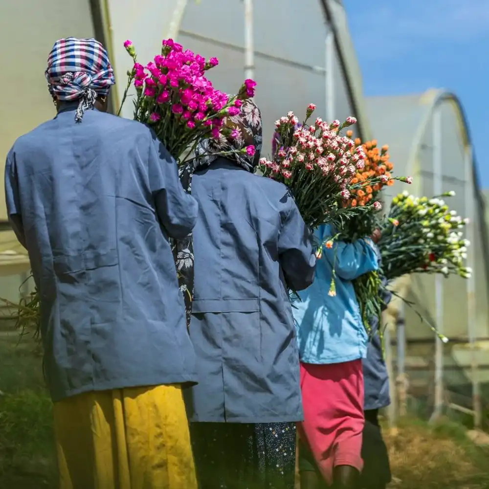 EMF Grower on Thursd feature