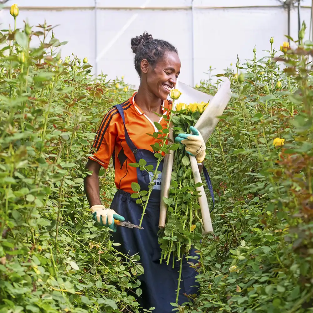 Ziway Roses grower on Thursd feature