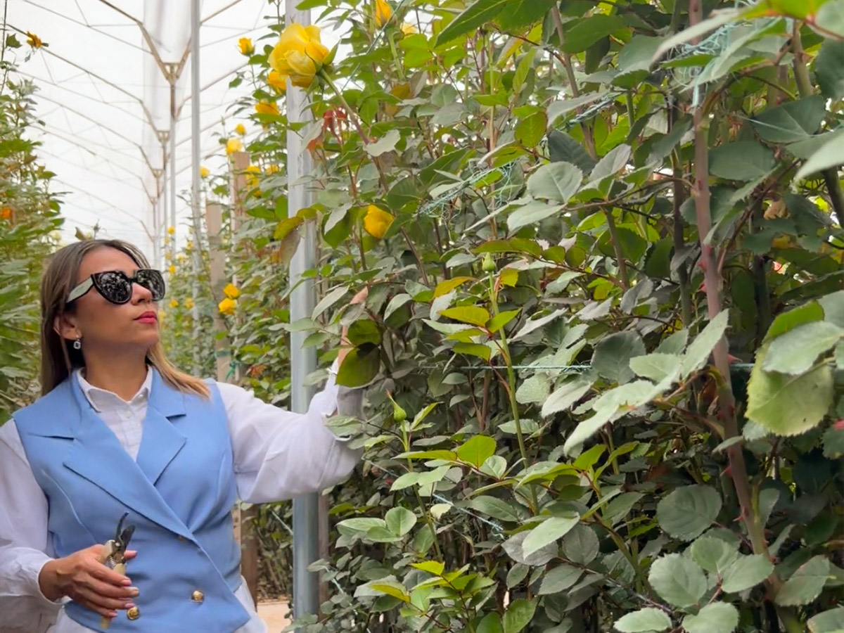 United Selections Open Days 2026 Shallima Turizo Dancur