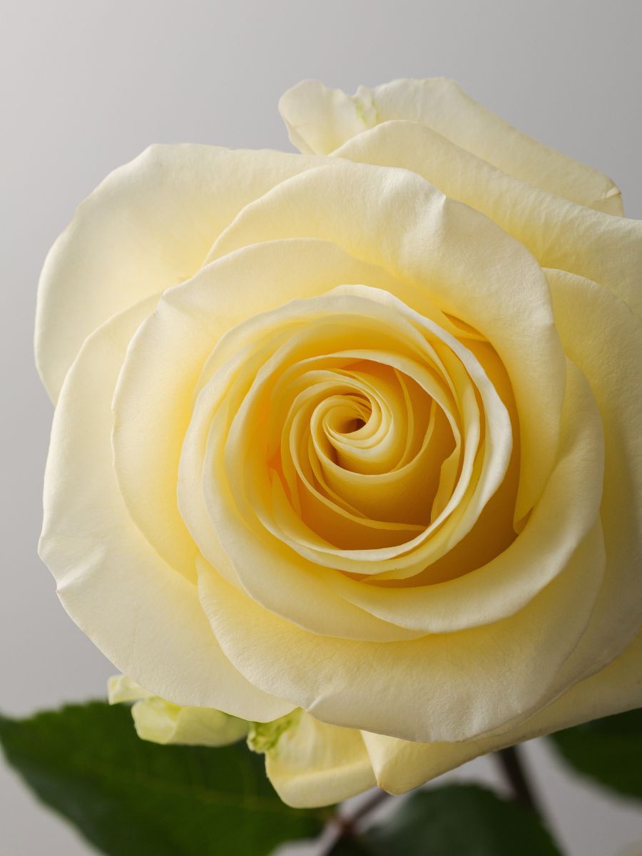 Rose Bella Donna by Rosaprima