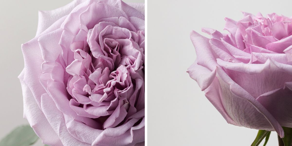 Rose Arya by Rosaprima