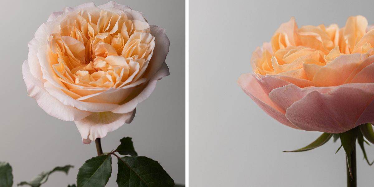 Rose Tie Dye and Rose Tip Top