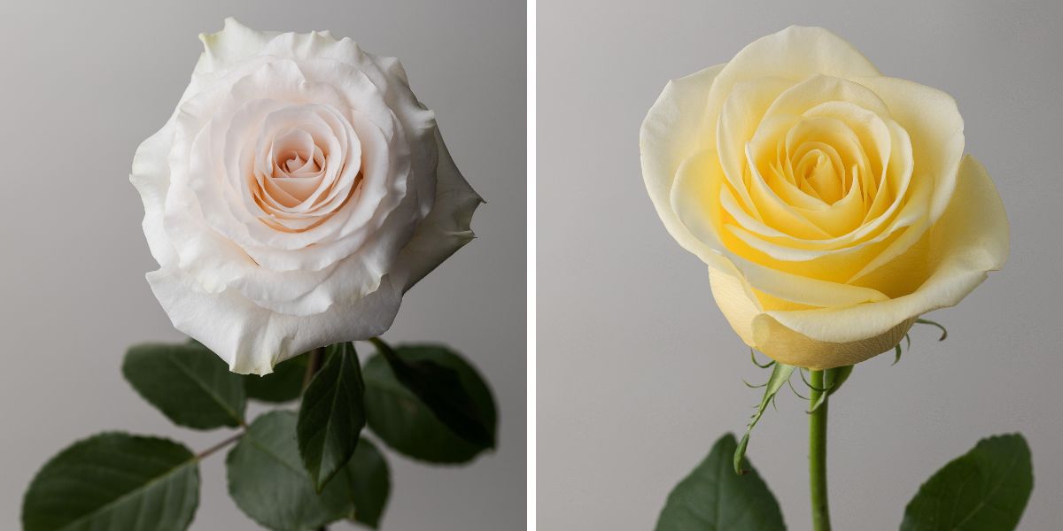 Rose Fancy Dreams and Rose Bella Donna