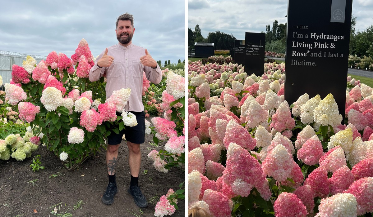 The Living Creations Hydrangea Series: Dutch Innovation in Garden Beauty