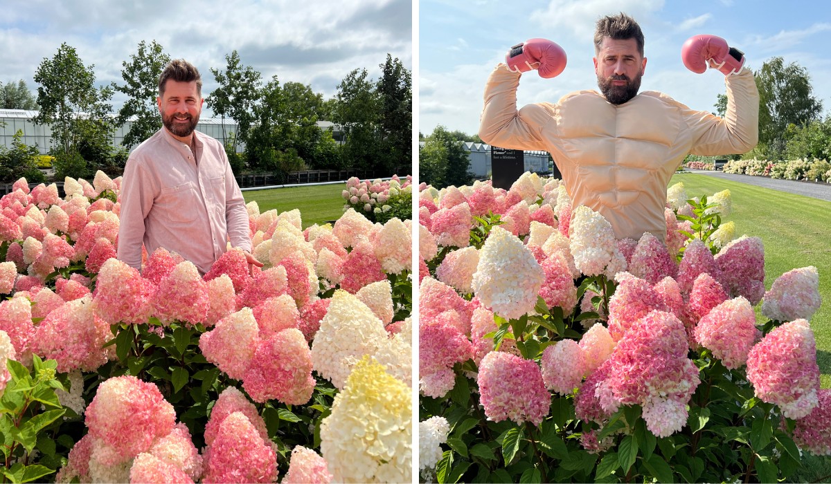 The Living Creations Hydrangea Series: Dutch Innovation in Garden Beauty