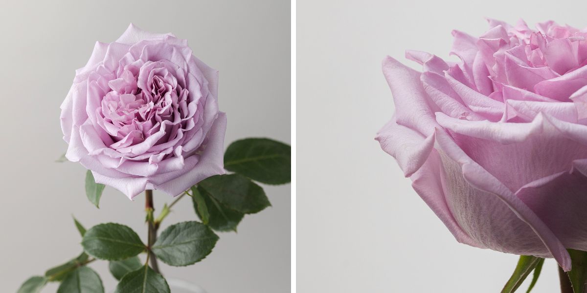 Rose Arya by Rosaprima