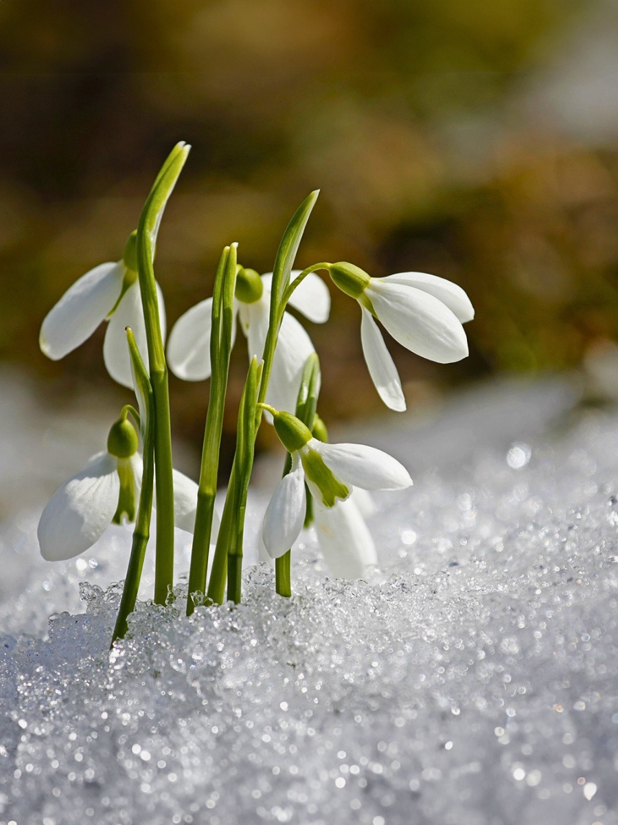 What Flowers Bloom First in Spring?