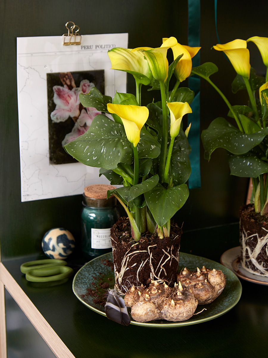 Yellow Calla Plants no pot and tubers in home