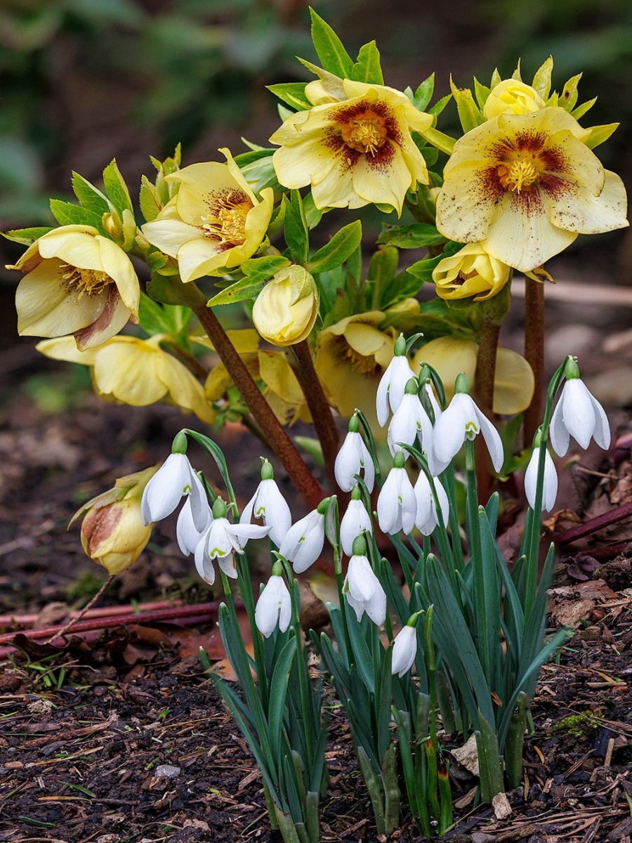 What Flowers Bloom First in Spring?