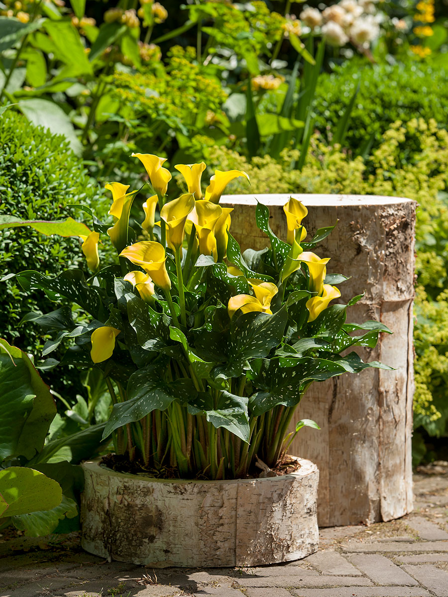 Yellow Calla Plants in wooden tray in garden