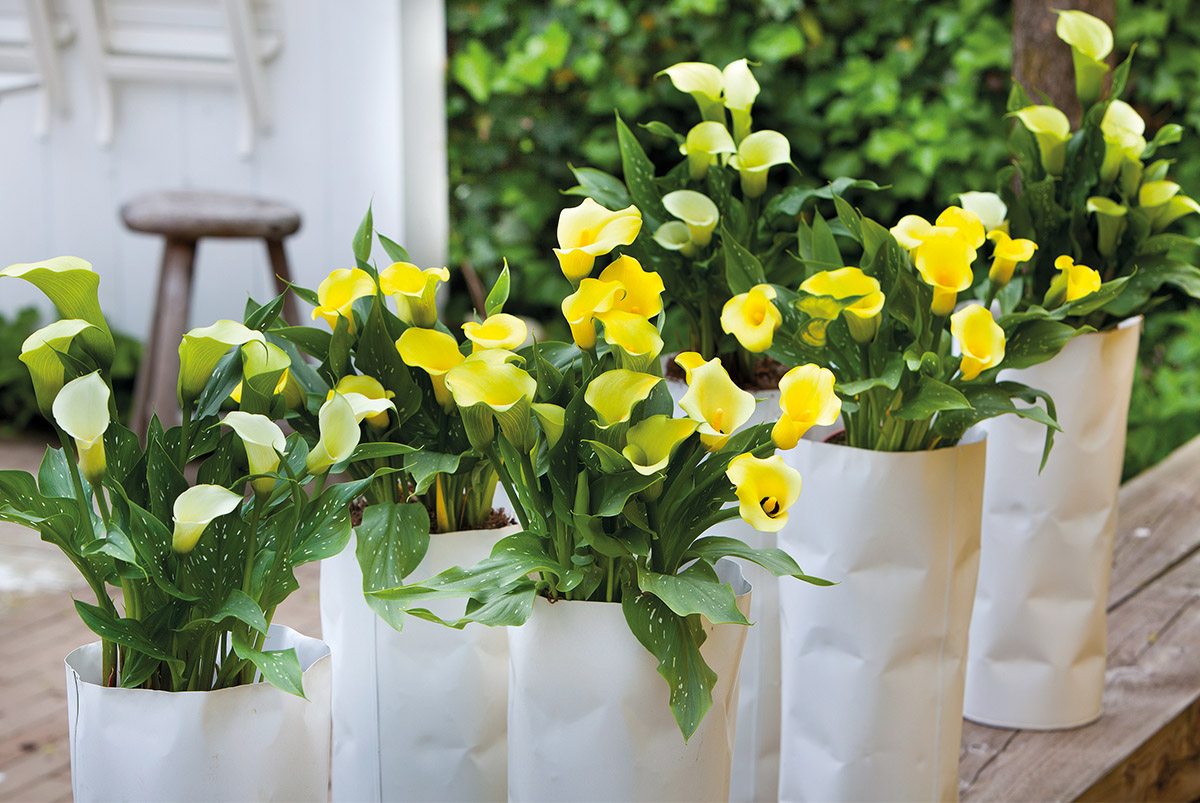 Yellow Calla Plants in white tall pots in garden
