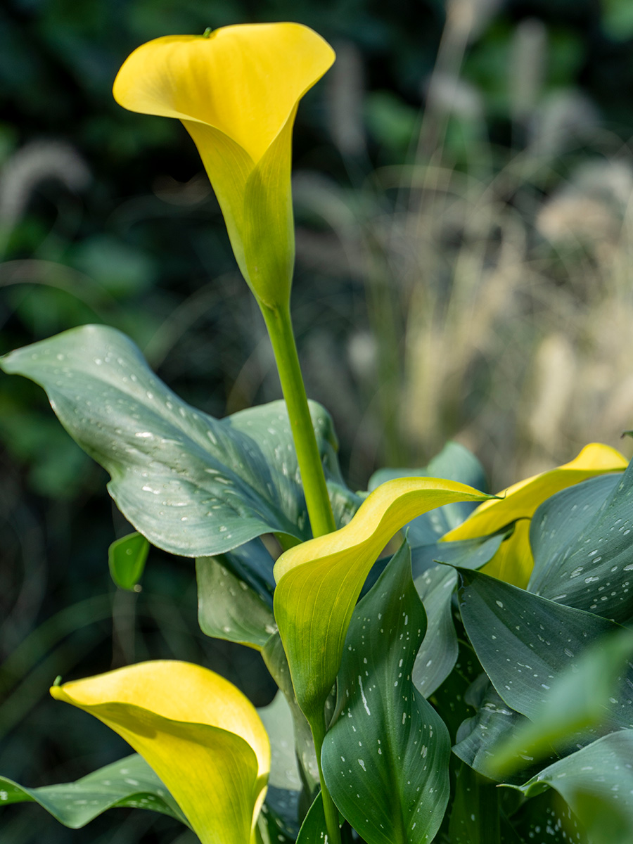 Yellow Calla Plants detail in garden