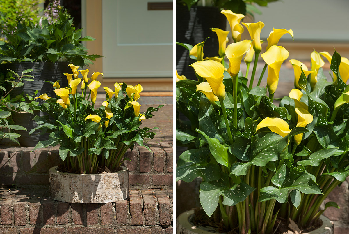 Yellow Calla Plants in bark tray in garden