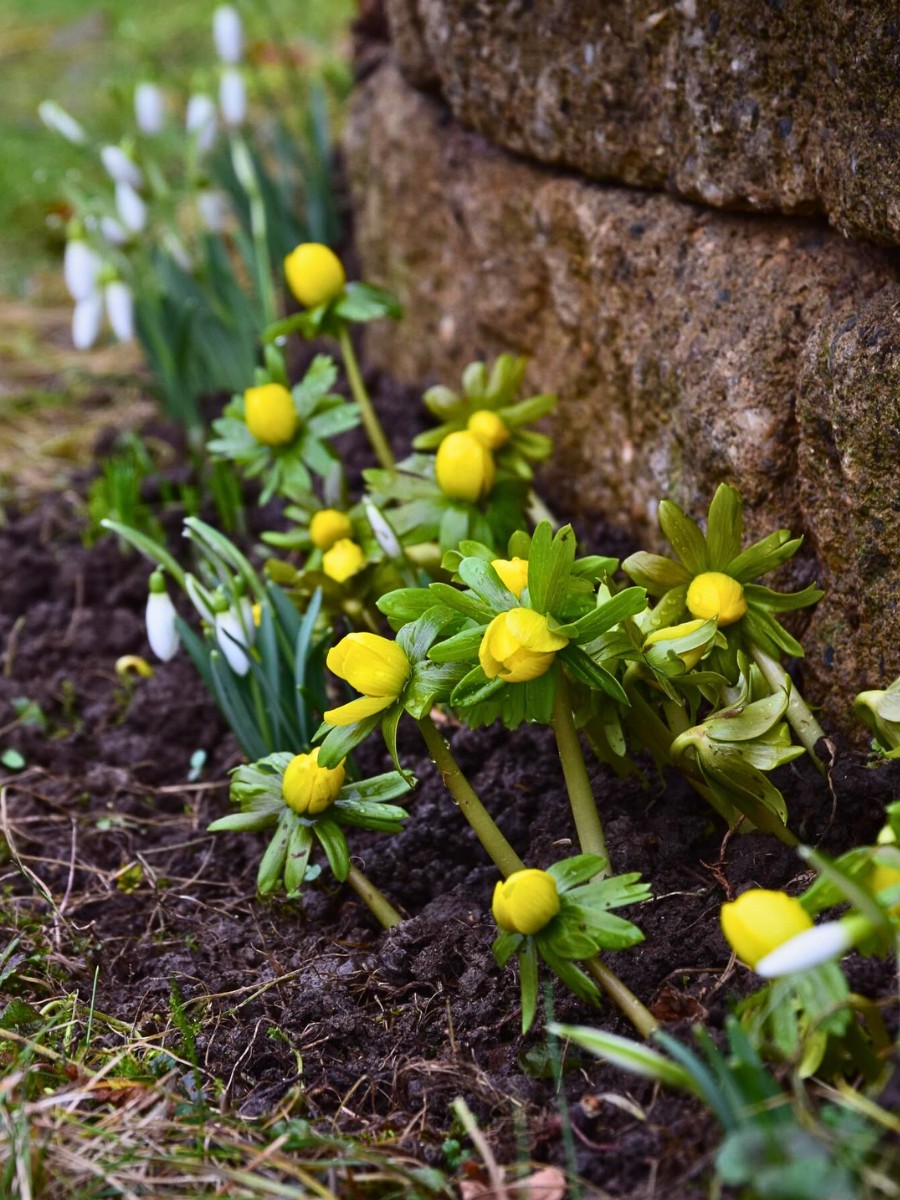 Which Are the First Flowers of Spring to Bloom, and Why They Come Before Others.