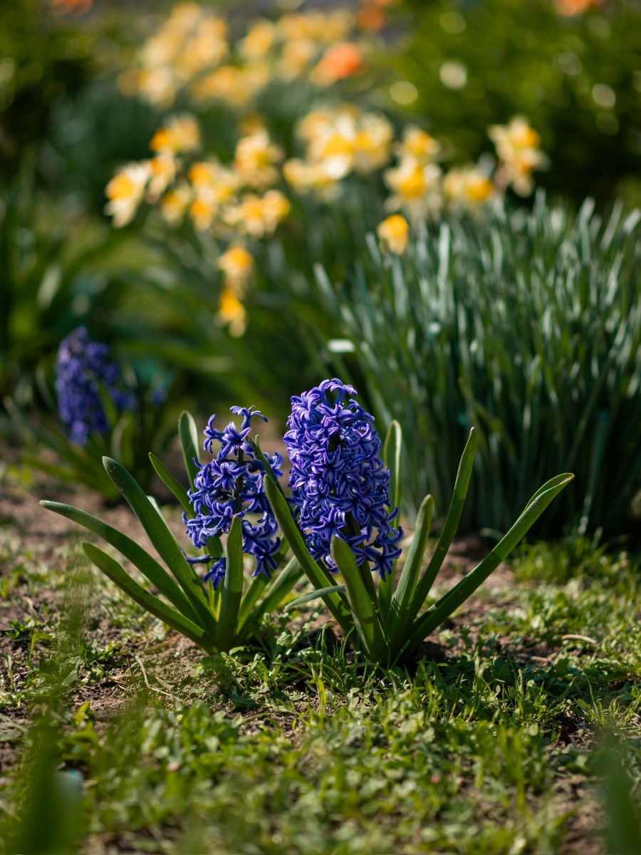 What Flowers Bloom First in Spring?