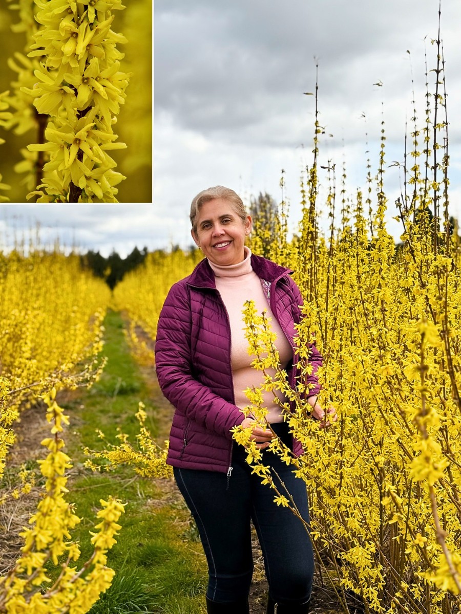 Which Are the First Flowers of Spring to Bloom, and Why They Come Before Others.