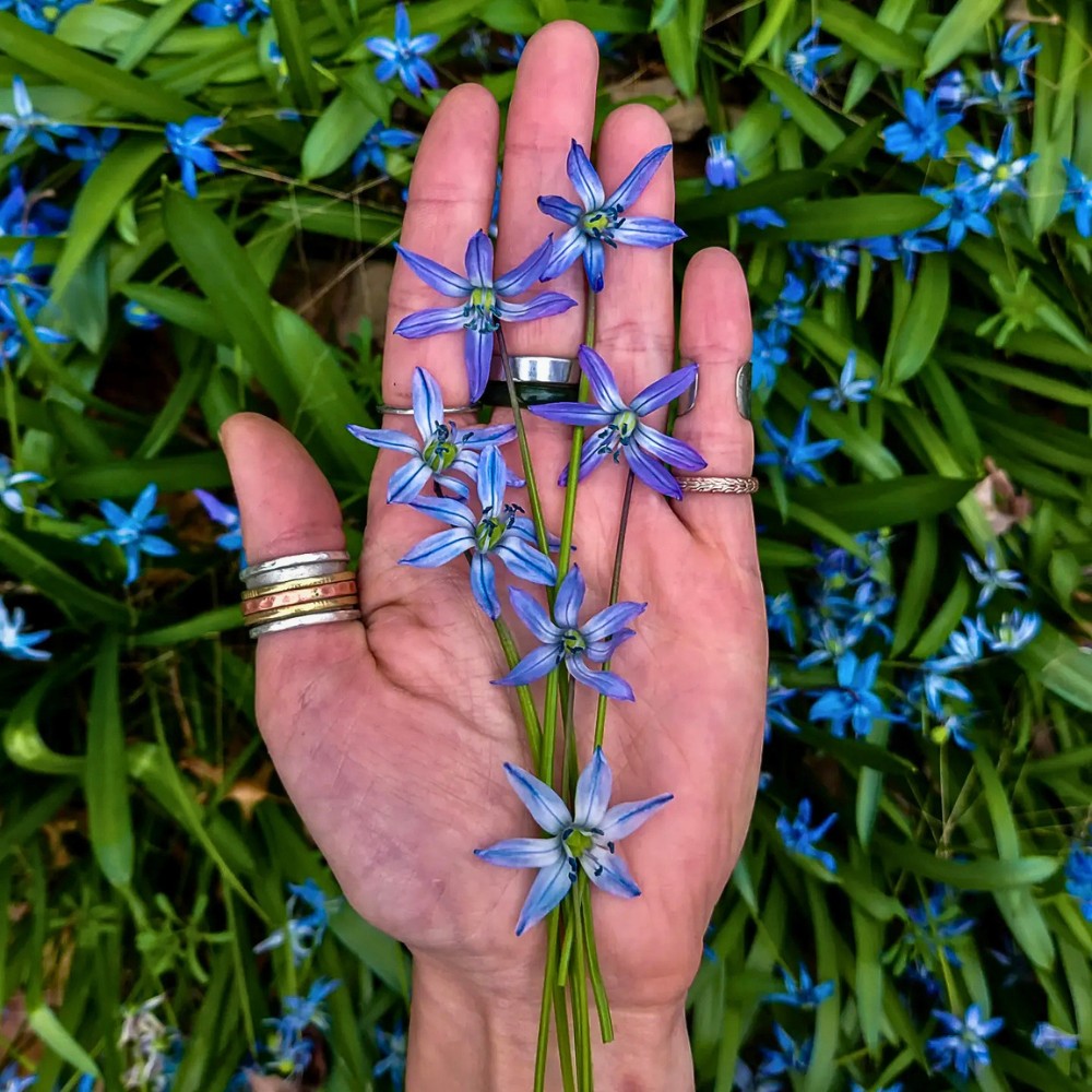 Which Are the First Flowers of Spring to Bloom, and Why They Come Before Others.