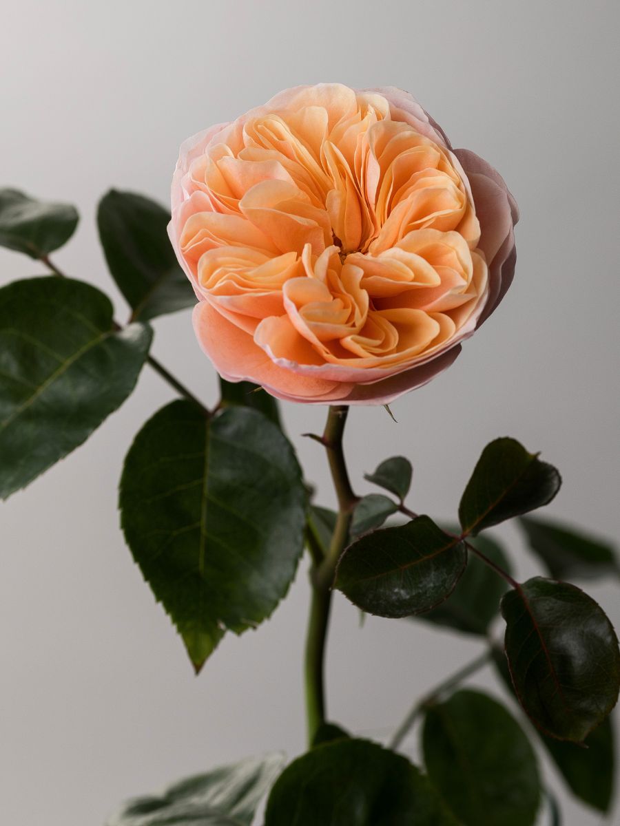 Rose Tip Top new variety