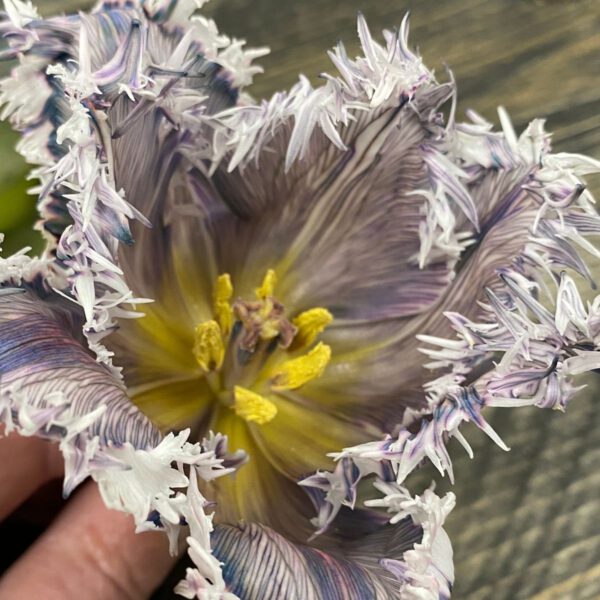 Marc Sassen - Vip Roses - Tinted Tulip - Article - on Thursd Highlighted