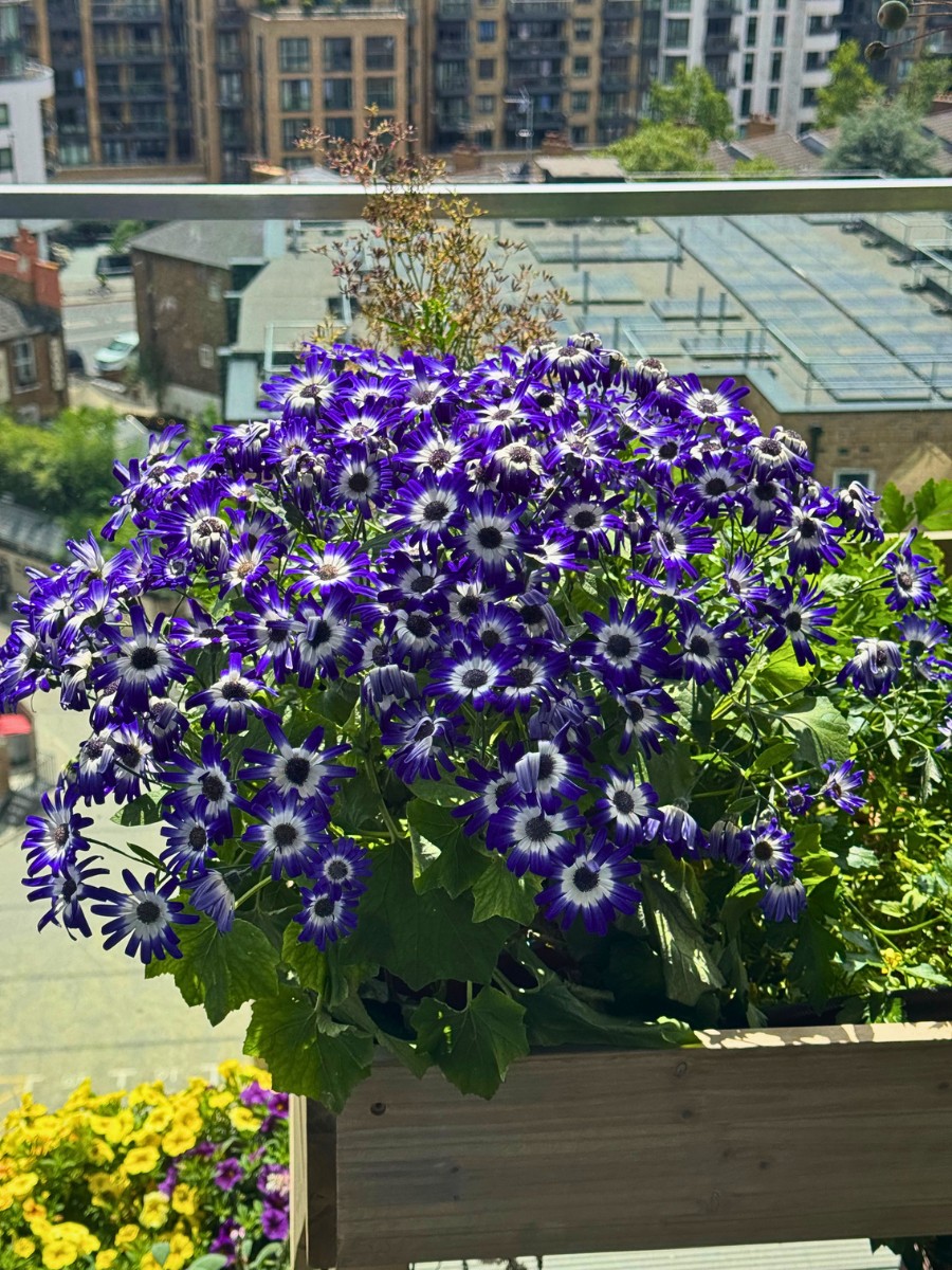 Michael &lsquo;Mr Plant Geek&rsquo; Perry on Beekenkamp&rsquo;s Pericallis Pop: The Plant With the Best Timing of All!