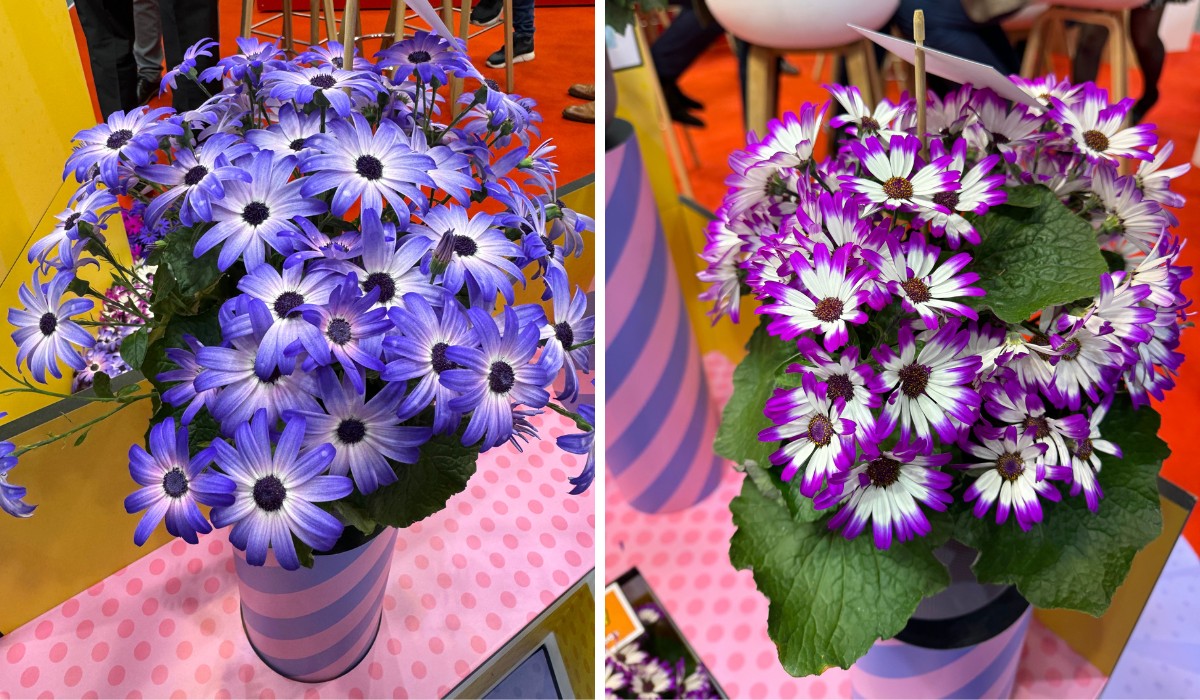 Michael &lsquo;Mr Plant Geek&rsquo; Perry on Beekenkamp&rsquo;s Pericallis Pop: The Plant With the Best Timing of All!